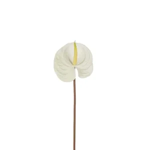 Anthurium Hvit, Snitt