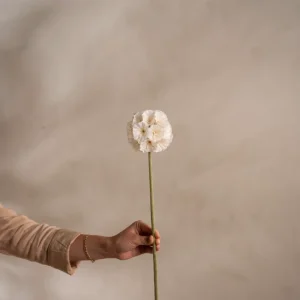 Scabiosa White