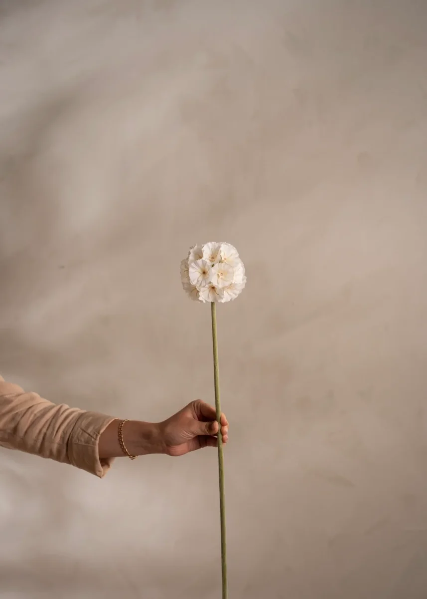 Scabiosa White - Image 2