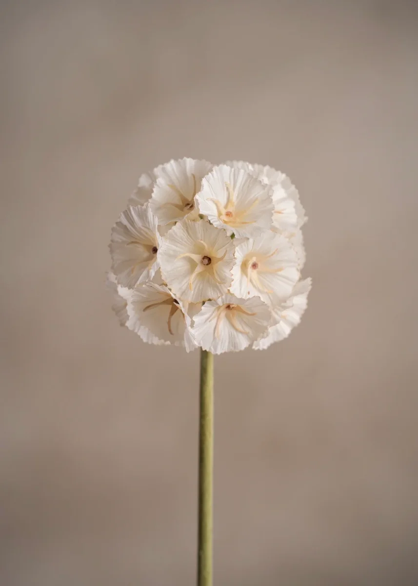 Scabiosa White - Image 3