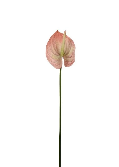Anthurium Persika, Snitt