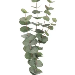 Eucalyptus | Snitt