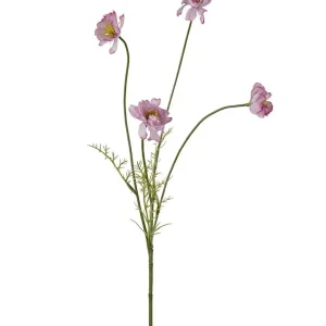 Cosmos Pink
