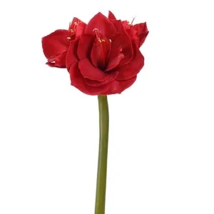 Amaryllis Rød