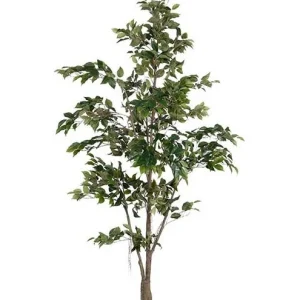 Fikus Benjamin Tre 240 cm